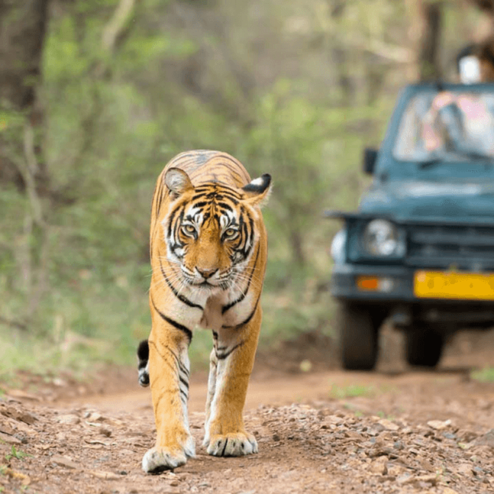 national-parks-and-wildlife-sanctuaries-in-india